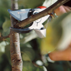 Secateurs B+/L Premium
